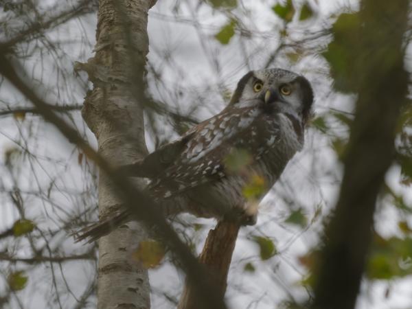 Northern hawk-owl (Surnia ulula)